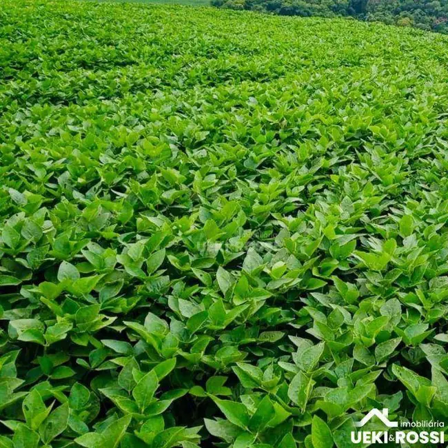 Fazenda / Haras à venda, 968000m2 em Limoeiro, Londrina - PR - imagem 2 Foto 2 de Fazenda / Haras à venda, 968000m2 em Limoeiro, Londrina - PR
