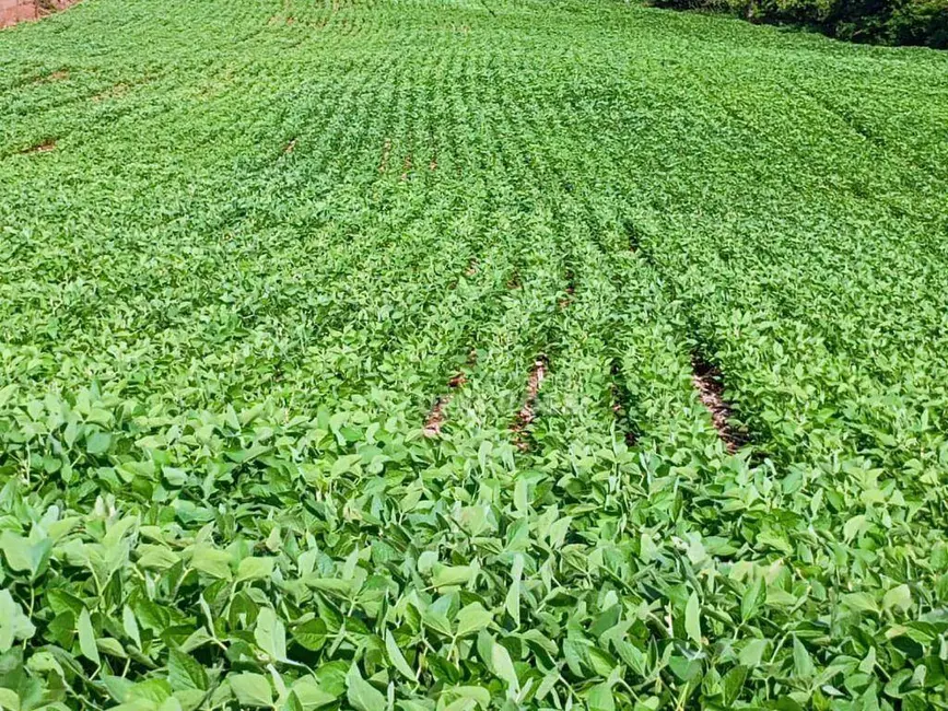 Foto 1 de Sítio / Rancho à venda, 314600m2 em Londrina - PR