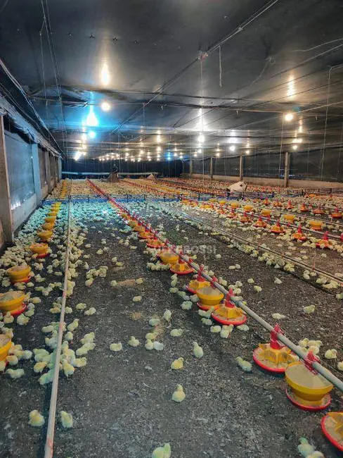 Foto 4 de Sítio / Rancho à venda, 144958m2 em Sertanopolis - PR