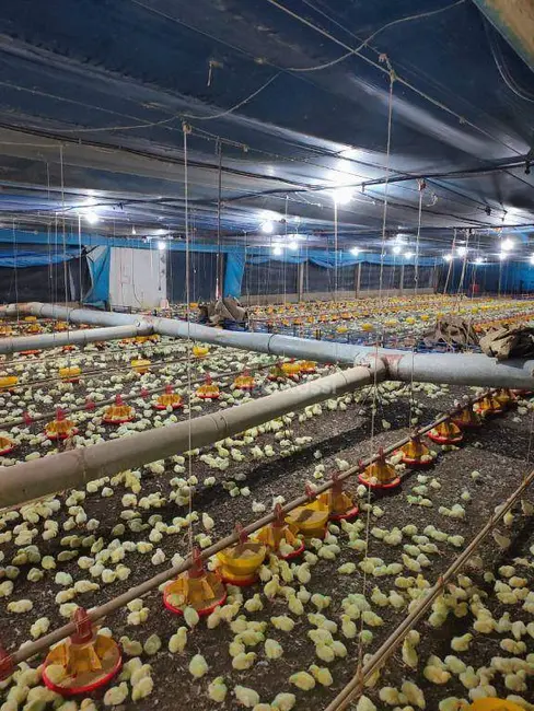 Foto 2 de Sítio / Rancho à venda, 144958m2 em Sertanopolis - PR