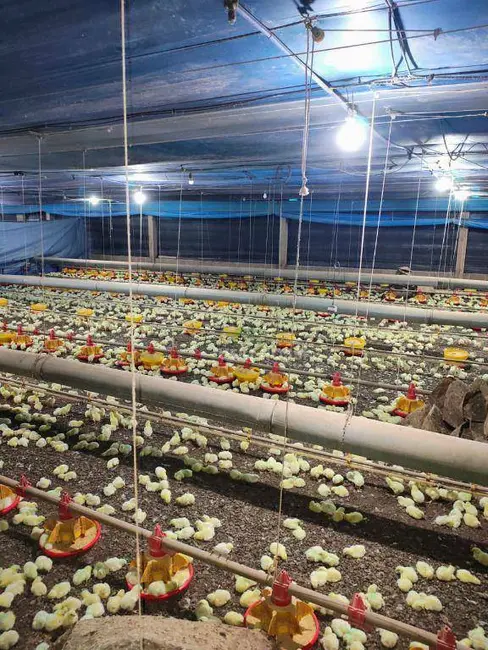 Foto 1 de Sítio / Rancho à venda, 144958m2 em Sertanopolis - PR