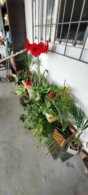 Chácara com 3 quartos à venda, 880m2 em Peruibe - SP - imagem 4 Foto 4 de Chácara com 3 quartos à venda, 880m2 em Peruibe - SP