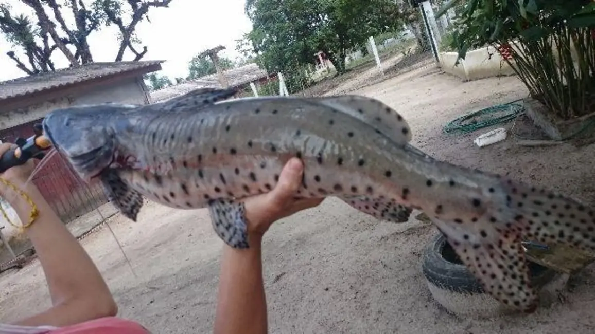 Foto 9 de Sala Comercial com 6 quartos à venda, 40000m2 em Guaraguaçu, Pontal Do Parana - PR