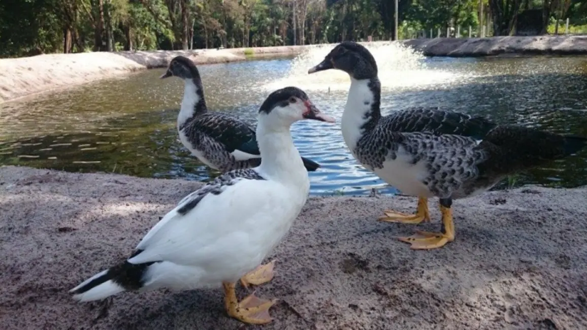 Foto 4 de Sala Comercial com 6 quartos à venda, 40000m2 em Guaraguaçu, Pontal Do Parana - PR