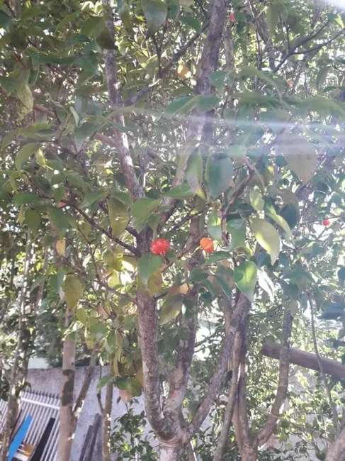 Foto 36 de Casa à venda, 390m2 em Campina da Barra, Araucaria - PR