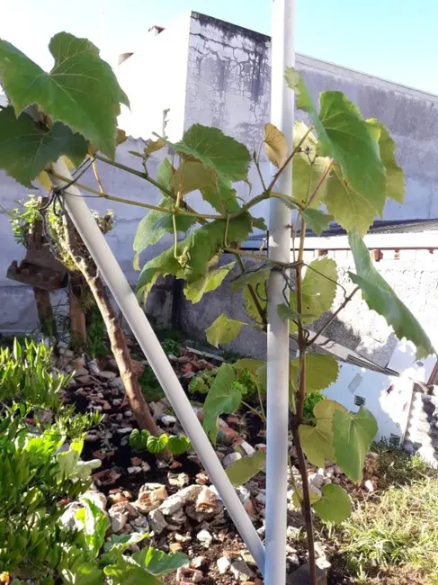 Foto 38 de Casa à venda, 390m2 em Campina da Barra, Araucaria - PR