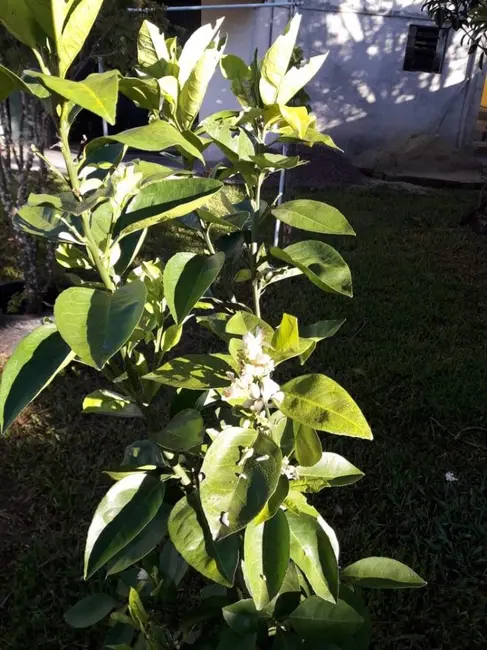 Foto 30 de Casa à venda, 390m2 em Campina da Barra, Araucaria - PR