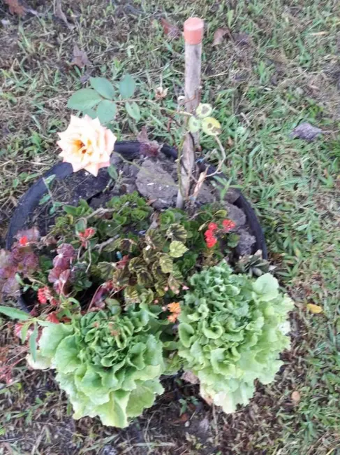 Foto 37 de Casa à venda, 390m2 em Campina da Barra, Araucaria - PR