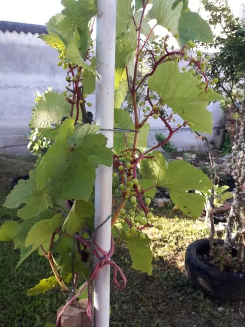 Foto 33 de Casa à venda, 390m2 em Campina da Barra, Araucaria - PR