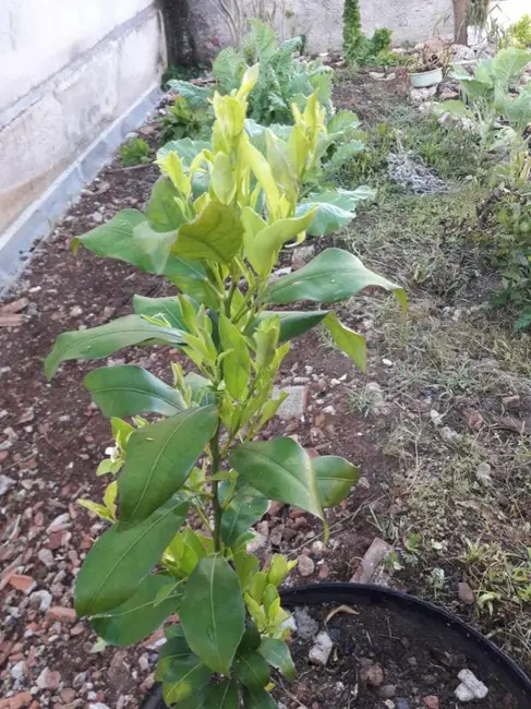 Foto 31 de Casa à venda, 390m2 em Campina da Barra, Araucaria - PR