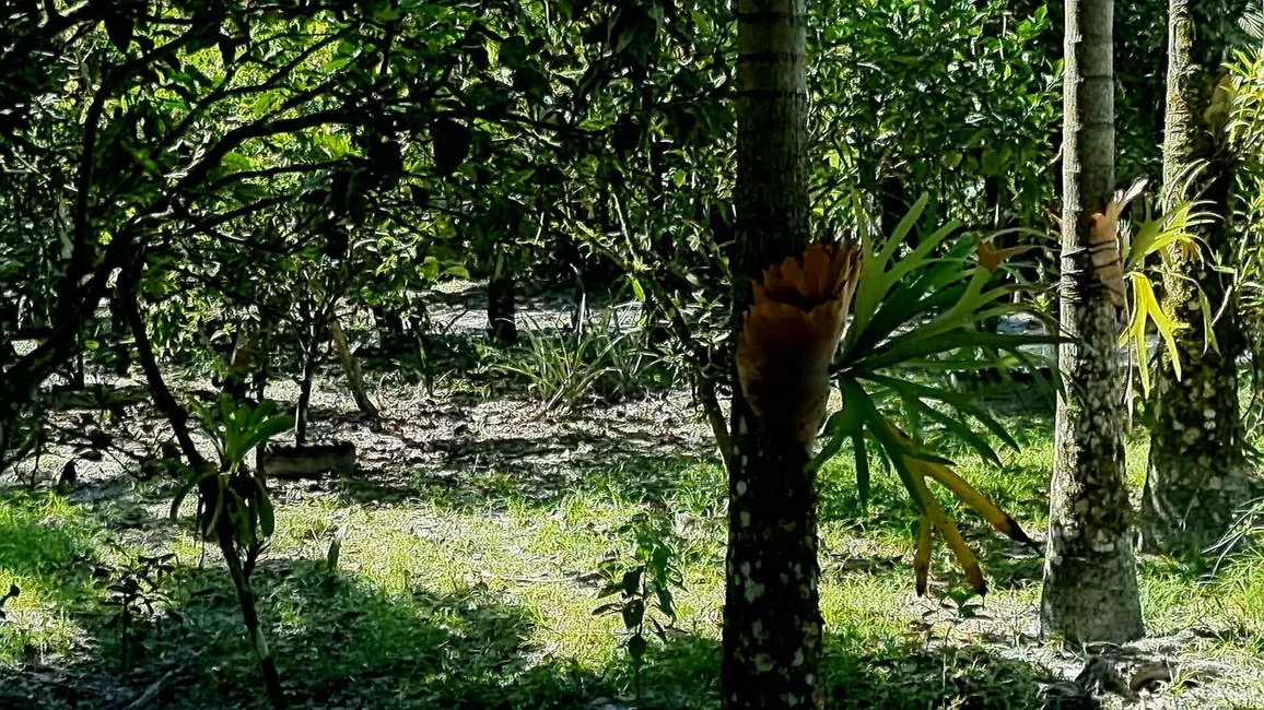 Foto 2 de Chácara com 3 quartos à venda, 22500m2 em Guaraguaçu, Pontal Do Parana - PR