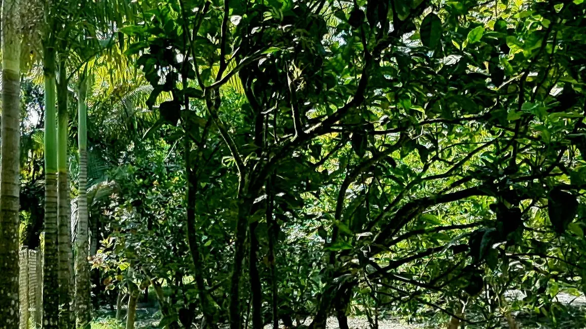Foto 3 de Chácara com 3 quartos à venda, 22500m2 em Guaraguaçu, Pontal Do Parana - PR
