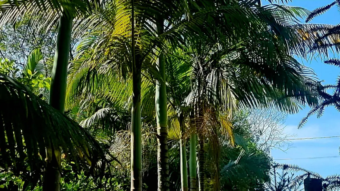 Foto 1 de Chácara com 3 quartos à venda, 22500m2 em Guaraguaçu, Pontal Do Parana - PR