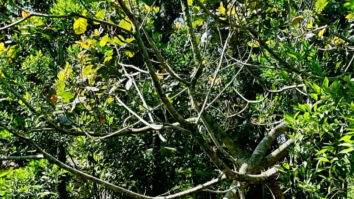 Foto 9 de Chácara com 3 quartos à venda, 22500m2 em Guaraguaçu, Pontal Do Parana - PR