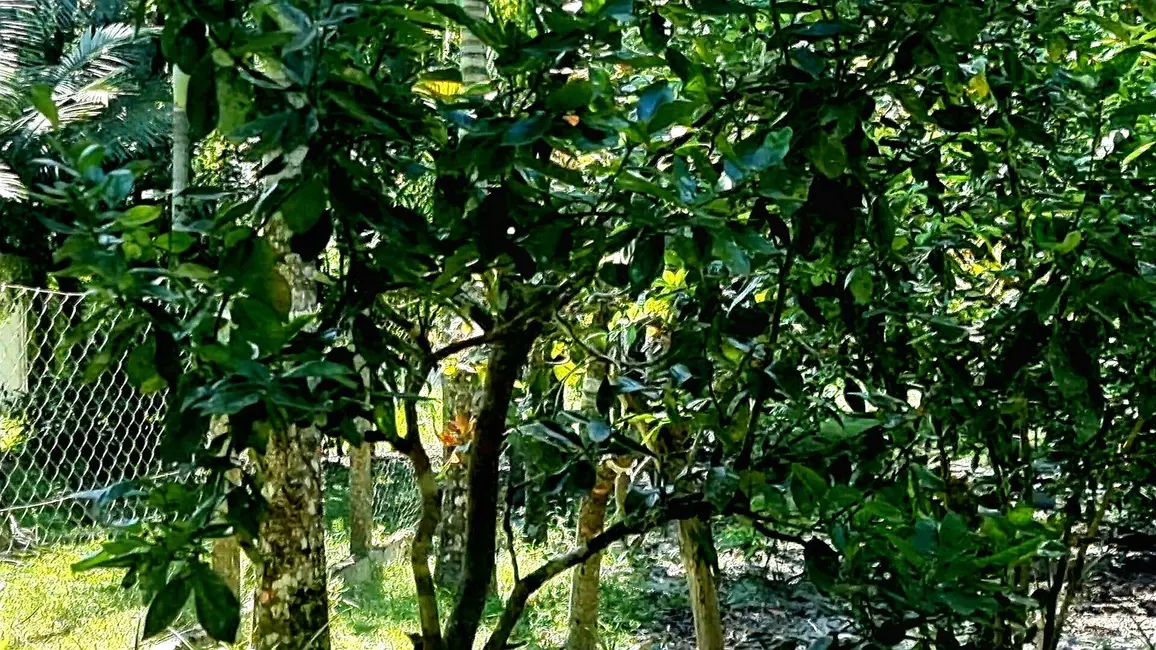 Foto 8 de Chácara com 3 quartos à venda, 22500m2 em Guaraguaçu, Pontal Do Parana - PR