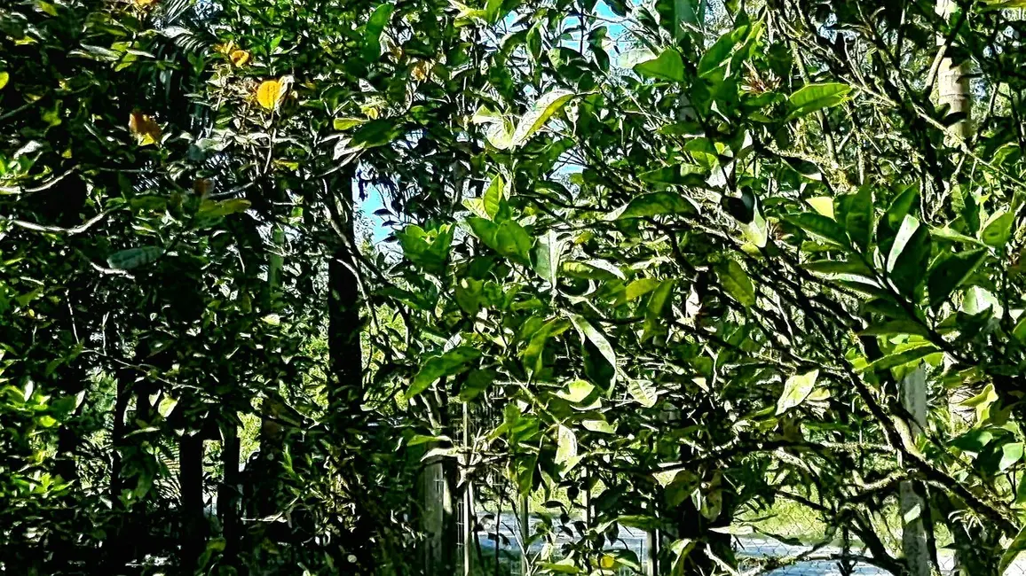 Foto 5 de Chácara com 3 quartos à venda, 22500m2 em Guaraguaçu, Pontal Do Parana - PR