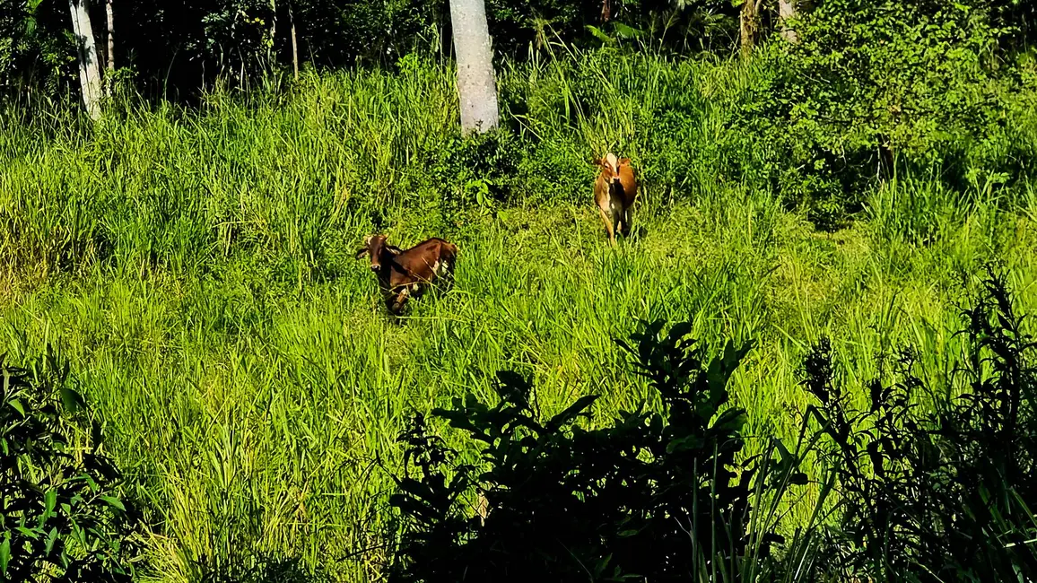 Chácara com 4 quartos à venda, 135000m2 em Paranagua - PR - imagem 3 Foto 3 de Chácara com 4 quartos à venda, 135000m2 em Paranagua - PR