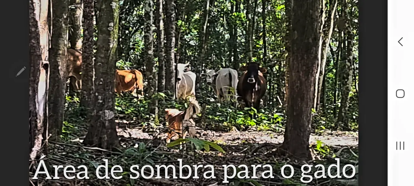 Foto 1 de Chácara com 4 quartos à venda, 135000m2 em Paranagua - PR