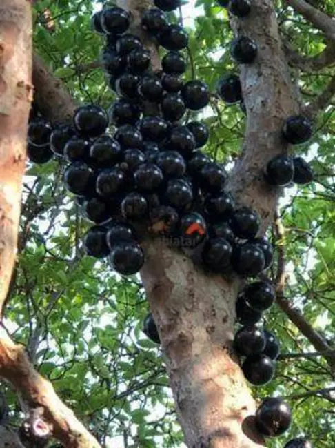 Foto 7 de Chácara com 3 quartos à venda, 347m2 em Boituva - SP