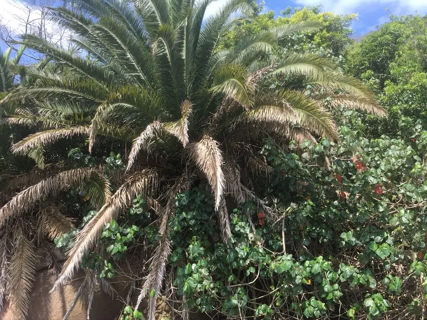 Terreno / Lote à venda, 110000m2 em Ribeirão da Ilha, Florianopolis - SC - imagem 4 Foto 4 de Terreno / Lote à venda, 110000m2 em Ribeirão da Ilha, Florianopolis - SC