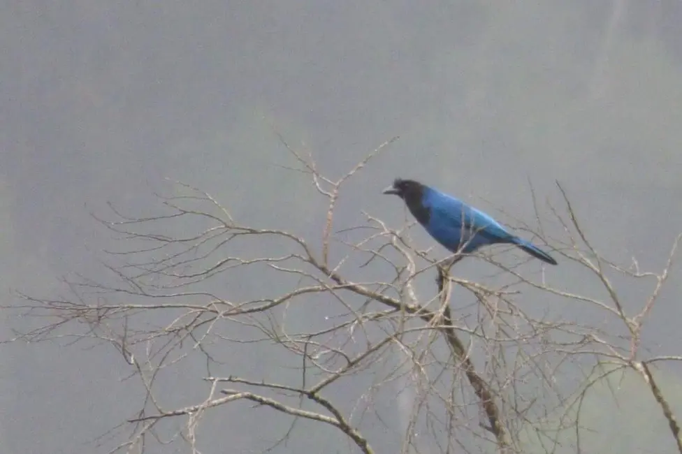 Foto 7 de Sítio / Rancho com 3 quartos à venda, 130m2 em Alfredo Wagner - SC