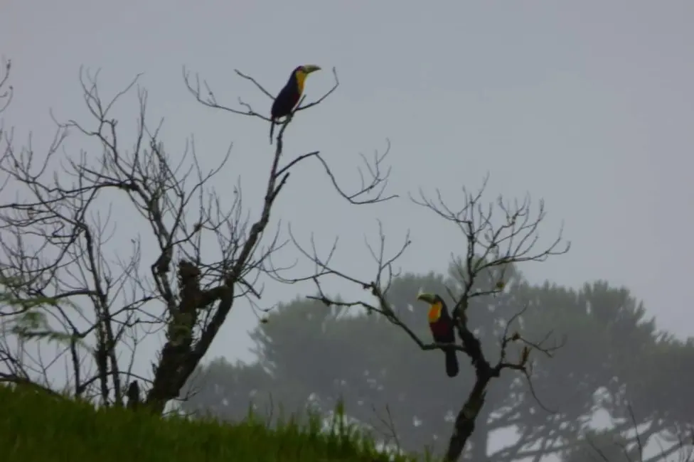 Foto 3 de Sítio / Rancho com 3 quartos à venda, 130m2 em Alfredo Wagner - SC