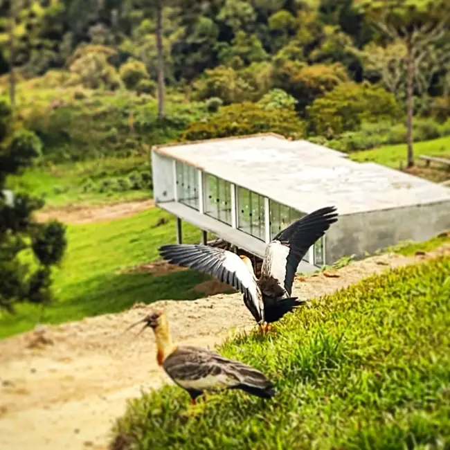 Foto 5 de Sítio / Rancho com 3 quartos à venda, 130m2 em Alfredo Wagner - SC