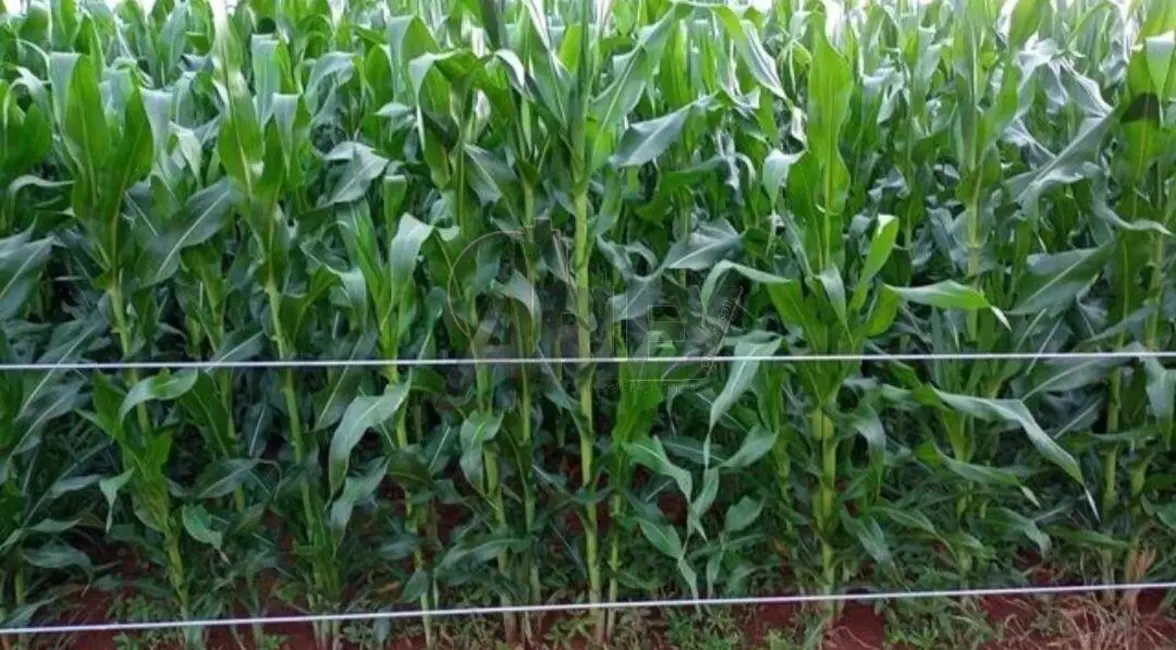 Foto 5 de Fazenda / Haras à venda em Montes Claros - MG