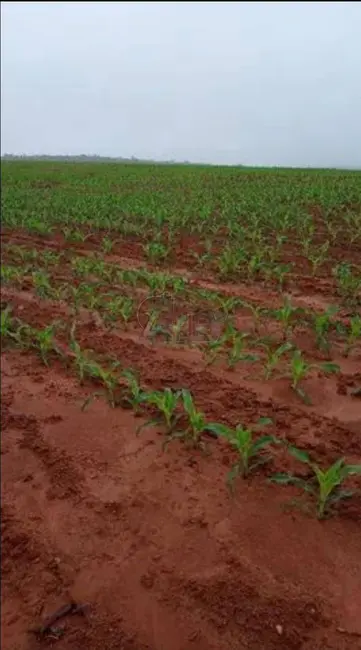 Foto 8 de Fazenda / Haras à venda em Montes Claros - MG