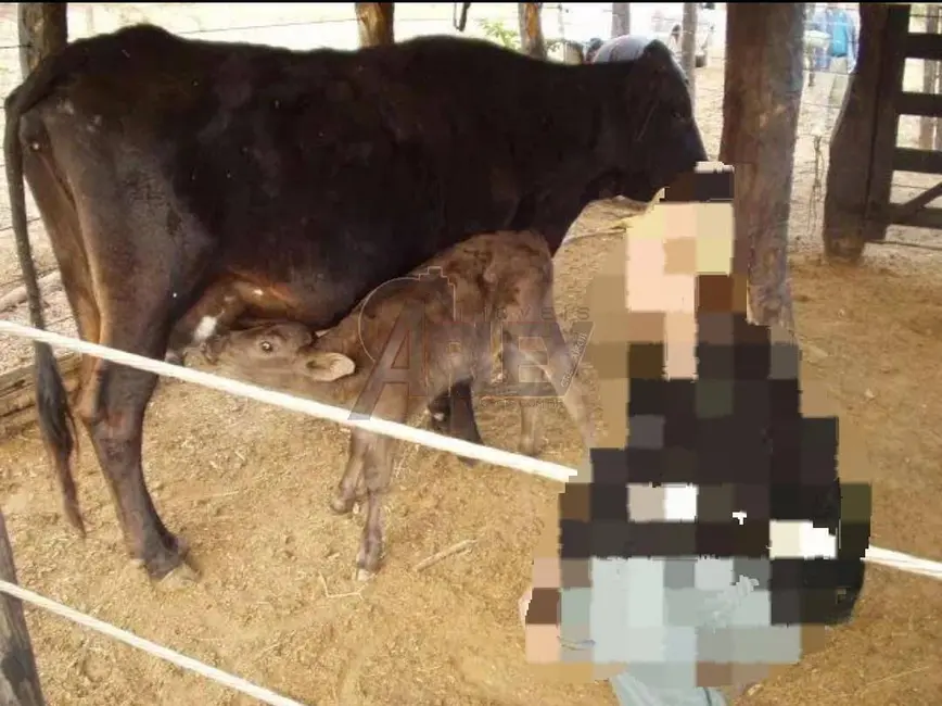 Foto 6 de Fazenda / Haras à venda em Montes Claros - MG