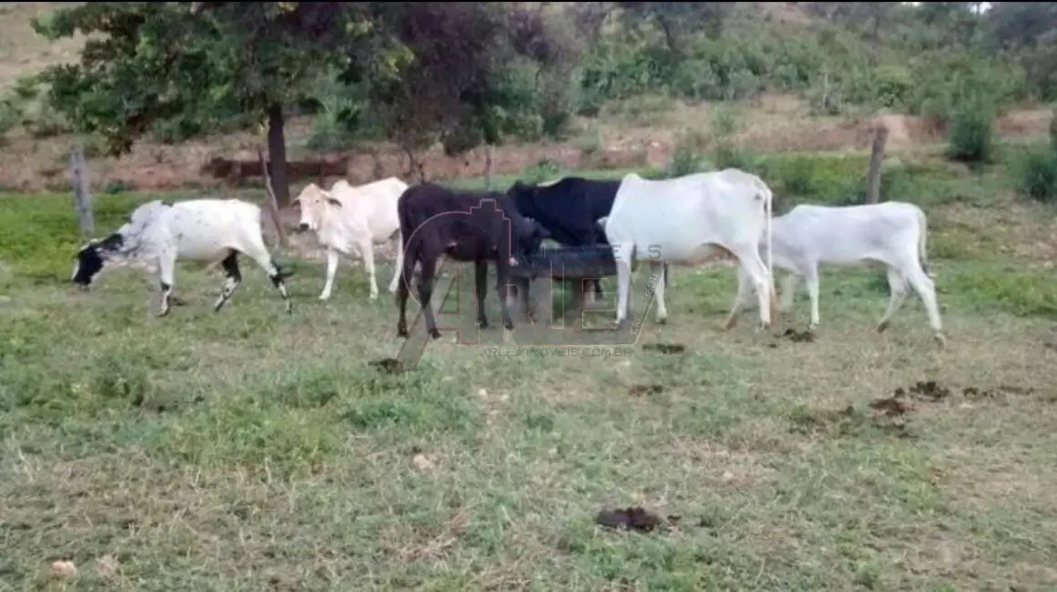 Foto 2 de Fazenda / Haras à venda em Montes Claros - MG