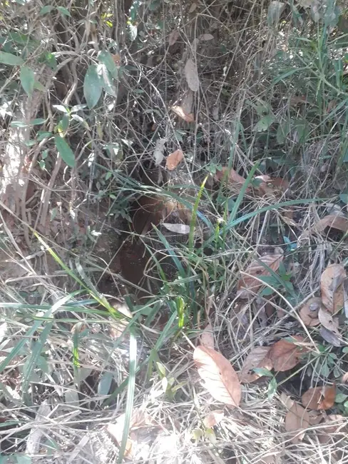 Foto 6 de Chácara com 4 quartos à venda em Montes Claros - MG