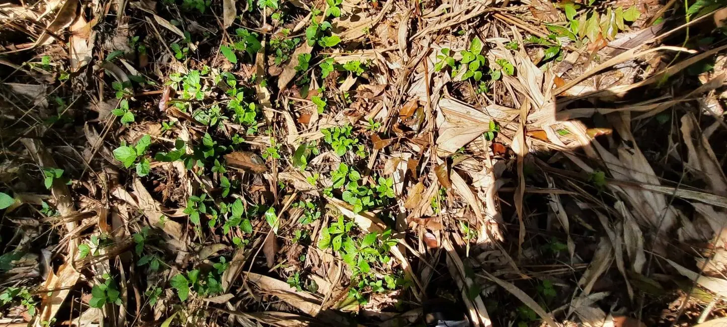 Foto 2 de Lote de Condomínio à venda, 1000m2 em Itanhaem - SP