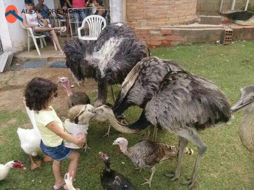 Chácara com 16 quartos à venda e para alugar, 60000m2 em Sorocaba - SP - imagem 9 Foto 9 de Chácara com 16 quartos à venda e para alugar, 60000m2 em Sorocaba - SP