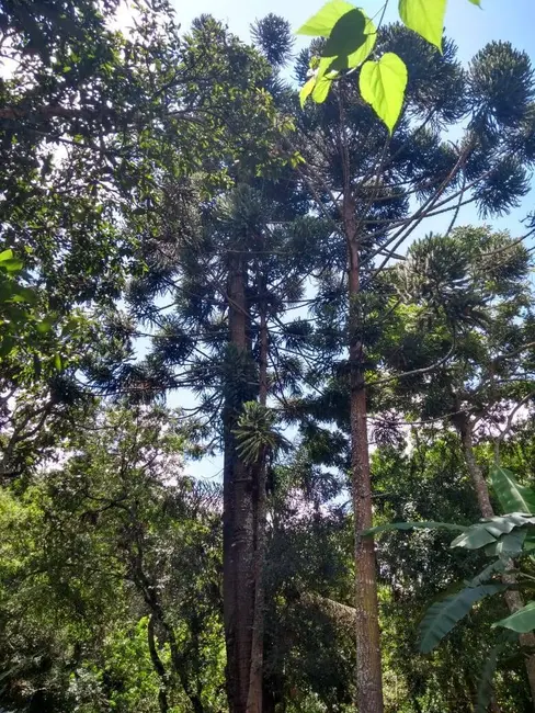 Chácara com 2 quartos à venda, 800m2 em Caldas - MG - imagem 7 Foto 7 de Chácara com 2 quartos à venda, 800m2 em Caldas - MG