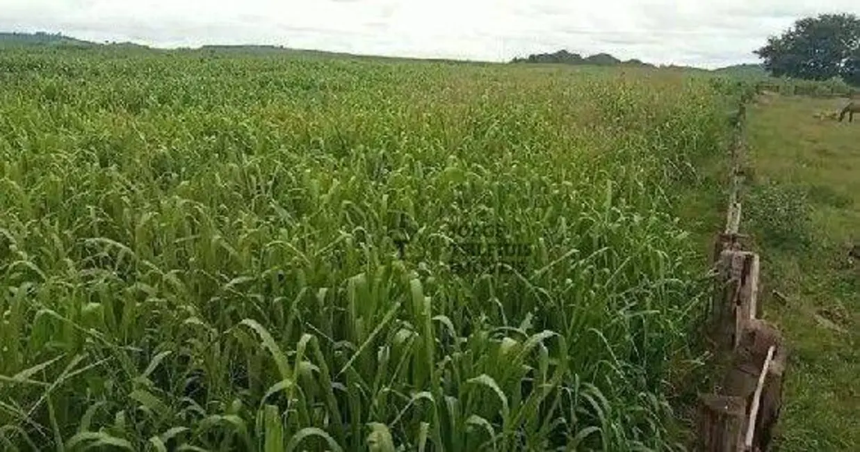 Foto 5 de Fazenda / Haras com 3 quartos à venda, 13790000m2 em Matupa - MT