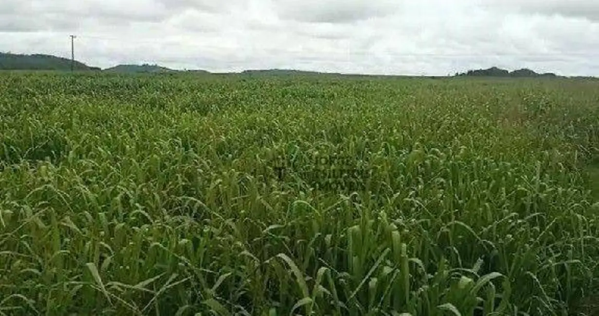 Foto 4 de Fazenda / Haras com 3 quartos à venda, 13790000m2 em Matupa - MT