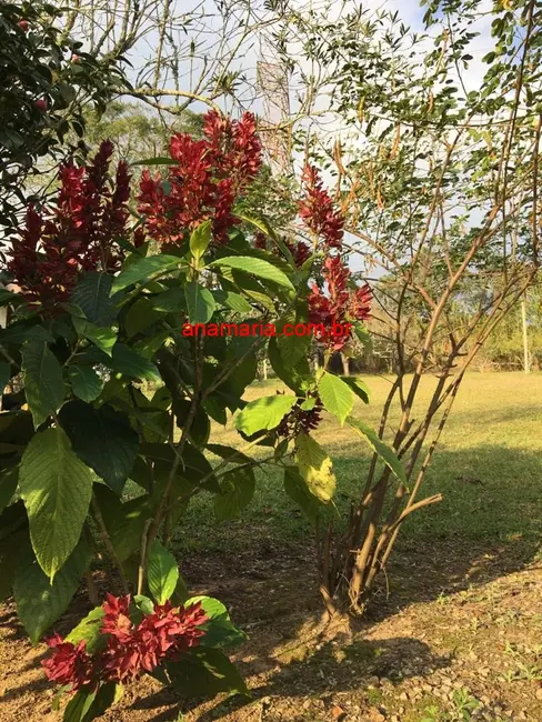 Foto 2 de Sítio / Rancho com 2 quartos à venda, 70m2 em Taiaçupeba, Mogi Das Cruzes - SP