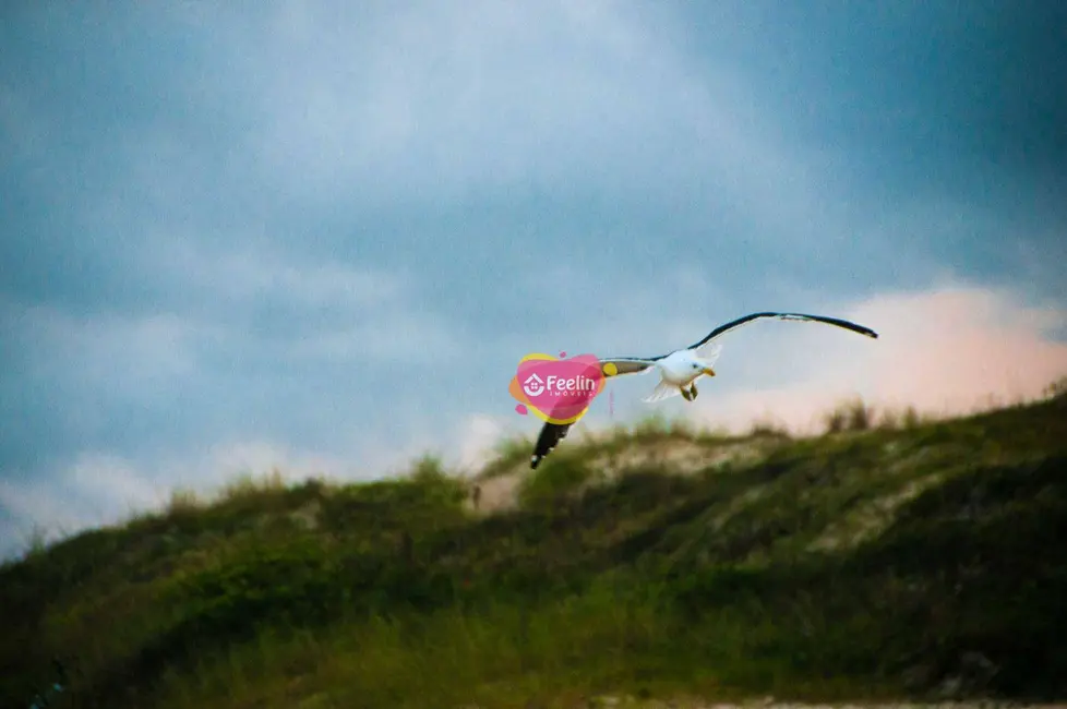 Foto 9 de Casa com 3 quartos à venda, 520m2 em Rio Tavares, Florianopolis - SC