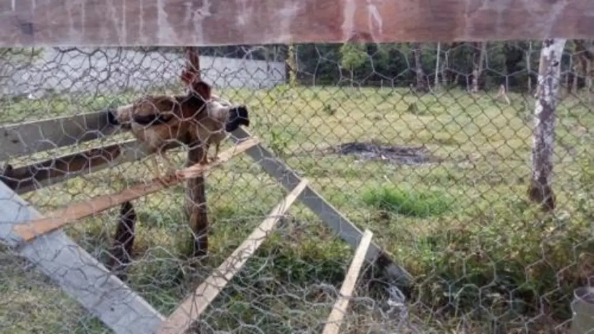 Foto 4 de Chácara com 2 quartos à venda, 90m2 em Itanhaem - SP