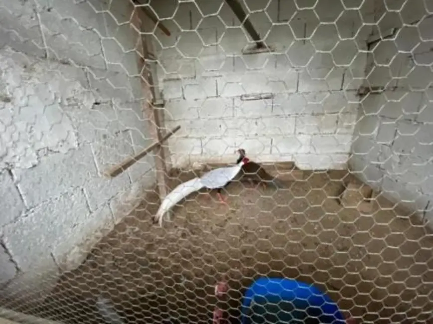 Foto 9 de Chácara com 4 quartos à venda, 100m2 em Itanhaem - SP