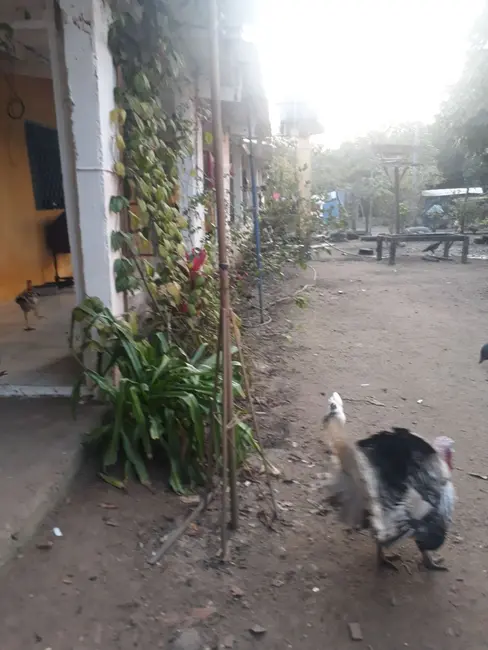 Chácara com 3 quartos à venda, 80m2 em Itanhaem - SP - imagem 5 Foto 5 de Chácara com 3 quartos à venda, 80m2 em Itanhaem - SP