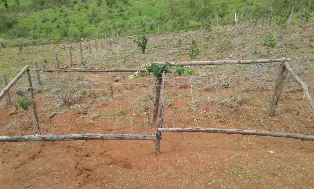 Chácara com 1 quarto à venda, 25m2 em Toledo - MG - imagem 6 Foto 6 de Chácara com 1 quarto à venda, 25m2 em Toledo - MG