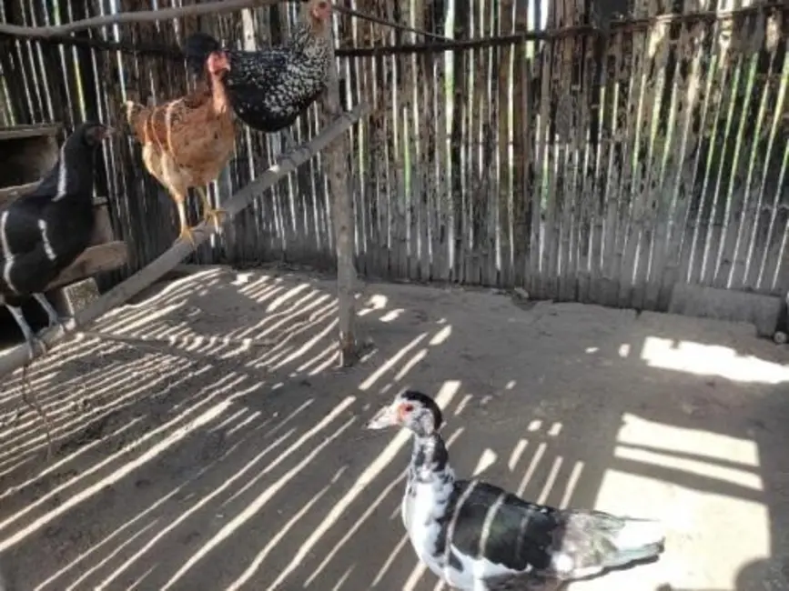 Foto 5 de Chácara com 3 quartos à venda, 80m2 em Itanhaem - SP