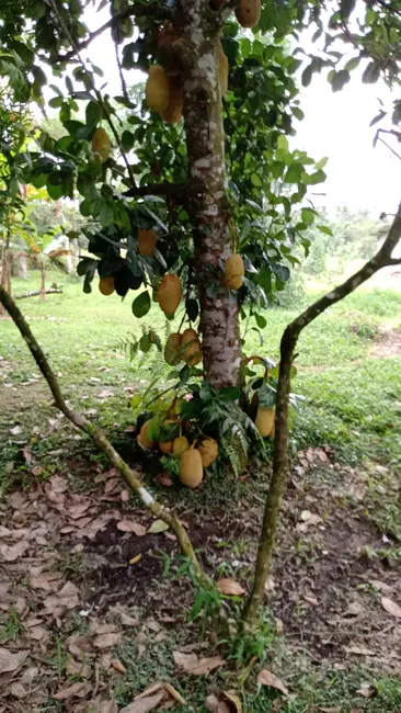 Foto 6 de Terreno / Lote à venda, 1000m2 em Itanhaem - SP