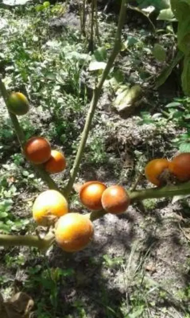 Foto 2 de Chácara com 1 quarto à venda, 100m2 em Itanhaem - SP