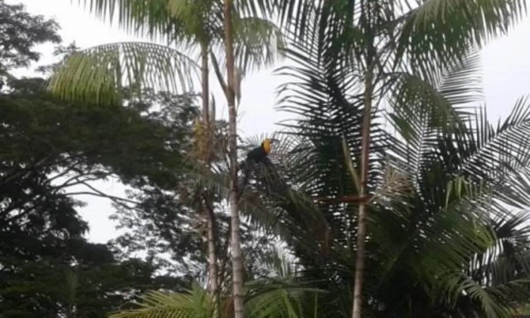 Foto 7 de Chácara com 1 quarto à venda, 100m2 em Itanhaem - SP