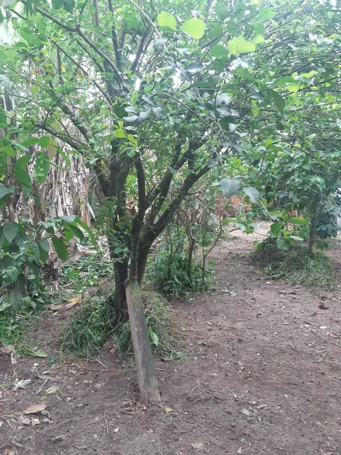 Foto 3 de Terreno / Lote à venda, 250m2 em Itanhaem - SP