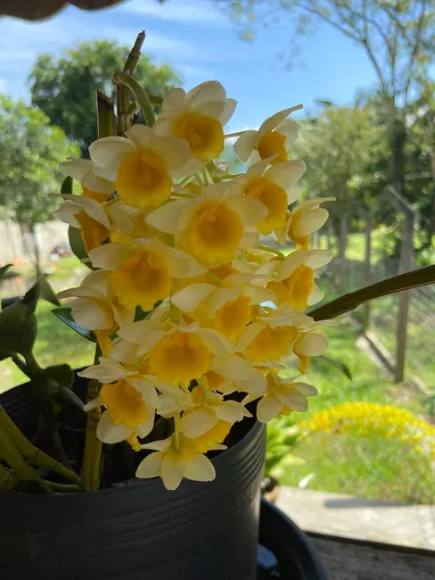 Chácara com 2 quartos à venda, 130m2 em Peruibe - SP - imagem 6 Foto 6 de Chácara com 2 quartos à venda, 130m2 em Peruibe - SP