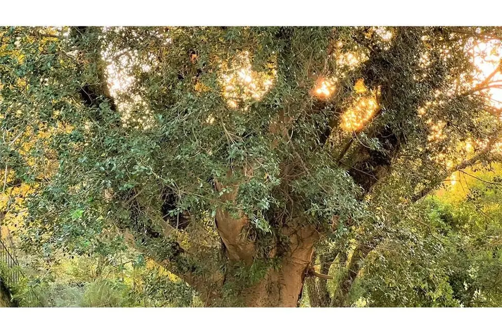 Foto 6 de Terreno / Lote à venda em Tristeza, Porto Alegre - RS